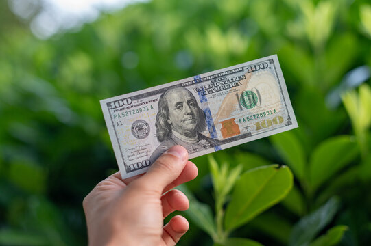 100 dollars banknote on green plant background. First person top view photo of hand holding 