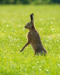 Hare listening to sound in green dew grass