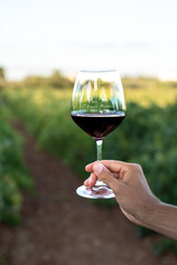 Unrecognizable woman's hand holding a glass of red wine in a vineyard field.