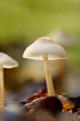 Small white mushroom in woodland