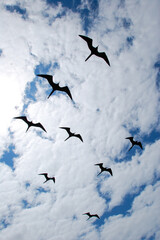 Frigate Birds off Galapagos Islands, Ecuador