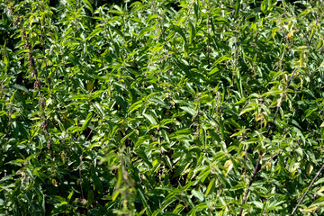 Beautiful nettle field in nature with sun Urtica dioica