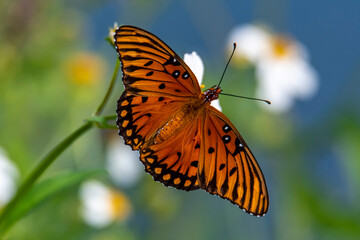 Gulf Fritillary 