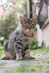 Cute cat portrait.Beautiful stray cat with green eyes is looking at the camera. Adopt a pet.
