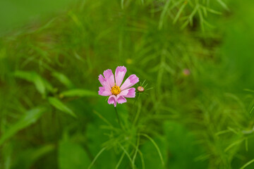 Single pink flower in home garden.