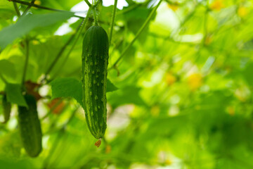 Cucumber growing on vine in home garden. 
