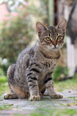 Cute cat portrait.Beautiful stray cat with green eyes is looking at the camera. Adopt a pet.