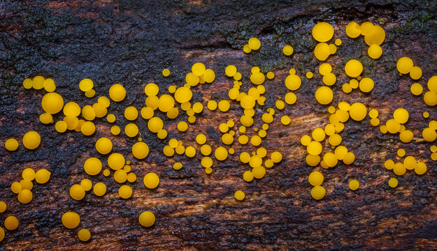 Yellow Fairy Cups - Calycina citrina, yellow mushroom in the forest