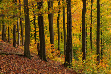 Tranquil autumn forest scenery with old beech trees with fall colored foliage, Hohe Stolle, near Amelgatzen, Weser Uplands, Germany