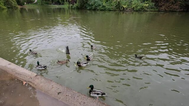 Donner du pain aux canards, 119,88fps ralenti X4 - 29,97fps