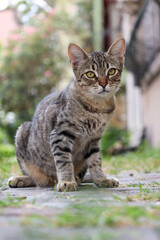 Cute cat portrait.Beautiful stray cat with green eyes is looking at the camera. Adopt a pet.