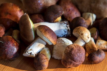 Freshly picked wild porcini mushrooms
