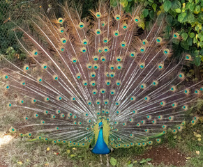 Peacock bird with open tail feathers