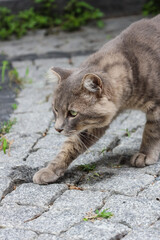 Fototapeta na wymiar gray sweet beautiful stray cat slowly approaching its prey. cat walking on street