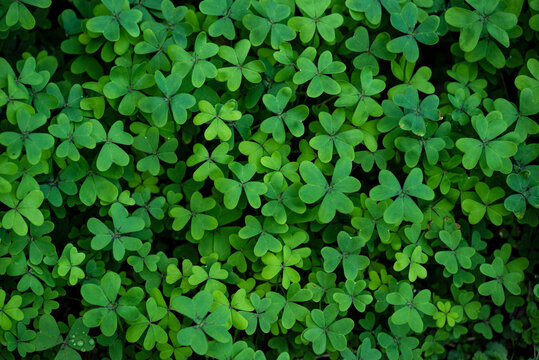 Beautiful green clover background. Natural background image showing a dense green blanket of clover leaves, growing along a levada water channel on the island of Madeira, Portugal.
