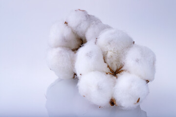 Delicate white fluffy cotton flower on light gray background with reflection, macro shoot. Cotton boll.