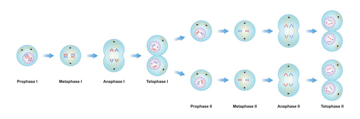 Scientific Designing of Meiosis Phases. Germ Cell Division Process. Colorful Symbols. Vector Illustration.