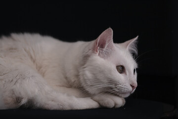 white persian cat