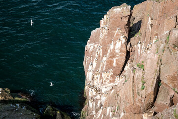 Rocky coastline of Barents Sea near Teriberka, panoramic aerial view. A flock of seagulls on a rock. Scenery of Russian North. Kola Peninsula, Murmansk Oblast, Russia
