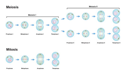 Scientific Designing of Differences Between Meiosis and Mitosis. Colorful Symbols. Vector Illustration. - obrazy, fototapety, plakaty