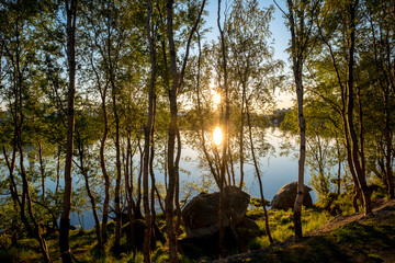Sunbeams through the trees. Birch grove in Karelia. Summer Karelian landscape. Northern forest.