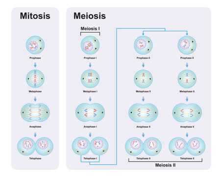 Mitosis And Meiosis Diagram Worksheet Biology Diagrams