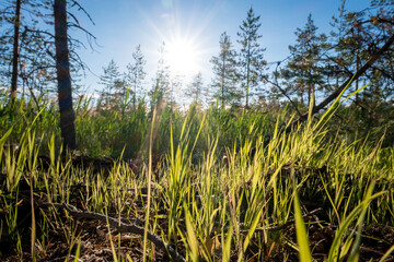Summer Karelian landscape. Grass and flowers in the Karelian swamp at sunset.