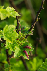 The redcurrant (lat. Ribes rubrum), of the family Grossulariaceae. Central Russia.