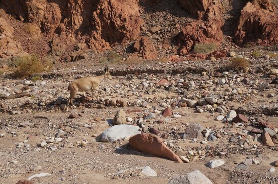 Nubian Ibex goats foraging near the Acacia tree 