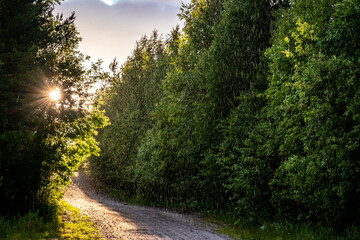 Rain and sun through the trees over the green summer Rainy evening. Road through a golden forest