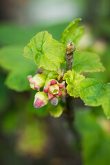 The blackcurrant in blossom (lat. Ribes nigrum), of the family Grossulariaceae. Central Russia.