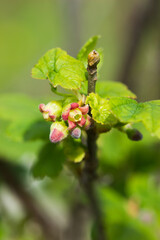 The blackcurrant in blossom (lat. Ribes nigrum), of the family Grossulariaceae. Central Russia.