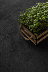 Juicy microgreens in a box on a black background