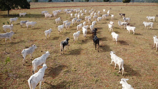 vaca e boi, boiada
