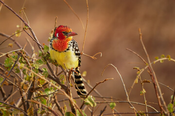Red-and-yellow Barbet Trachyphonus erythrocephalus species of African barbet found in eastern Africa, omnivorous, feeds on seeds, fruit and invertebrates, colored red and yellow bird on the bush