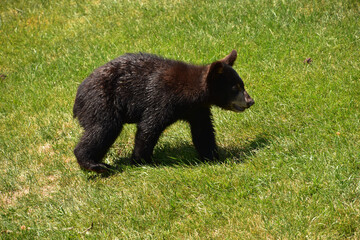Obraz na płótnie Canvas Very Cute Baby Black Bear Walking Along