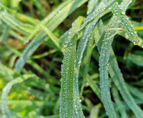 Drops of morning dew on green leaves of grass on a sunny autumn morning, in the vicinity of Julianowski Park in the city of Lodz.