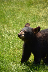Obraz na płótnie Canvas Black Bear Cub Looking Adorable in Summer