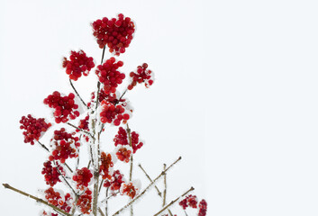 Twigs with red berries viburnum in of hoarfrost and in snow on light sky background