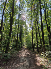 Fototapeta premium A forest road on a sunny autumn day, in the forest in Łagiewniki, in the city of Łódz.