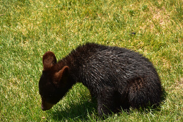 Obraz premium Fluffy Baby Black Bear Playing in Grass
