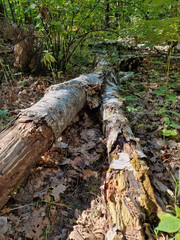 Fototapeta premium An overturned trunk of an old birch tree in the Lagiewniki Forest near the city of Lodz, on a sunny autumn day.