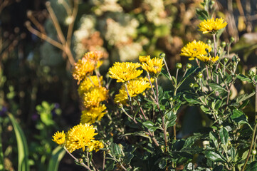 Flowering bush of autumn yellow chrysanthemum