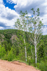 Obraz premium Colorado Aspen trees in July with green leaves and surrounding mountains