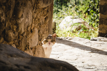 Angry street cat peeking out from behind the wall of the house. Mauntain village Kakopetria in Cyprus