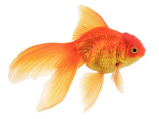 Fancy Oranda Gold Fish