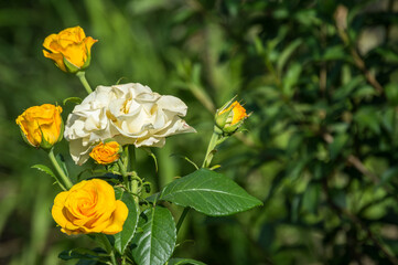 Blooming two-coloured bright yellow white Tea-hybrid rose of kerio variety