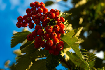 Rowan Scandinavian. Tree with the fruits of the apple of paradise. Ripe paradise apples
