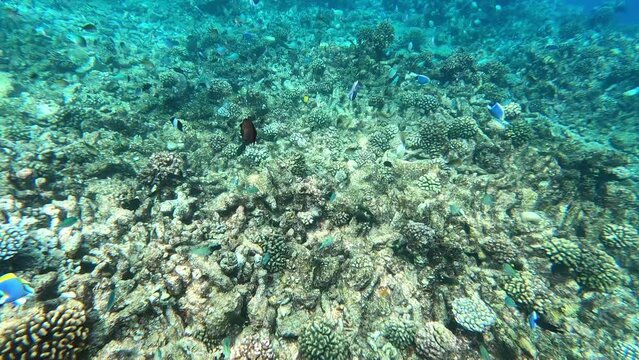a flock of fish and coral reef. underwater. Waterproof photo and video equipment