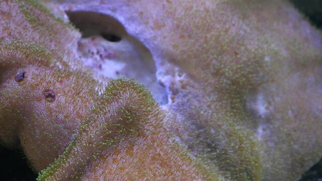 huge leather coral macro detail, healthy animal move tentacles in tender water flow, popular simple species pet for marine aquarium beginners, organism capitulum with tentacles, actinic blue LED light